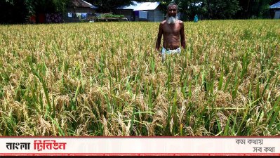 নেক ব্লাস্টের আক্রমণে দিশেহারা কৃষক 