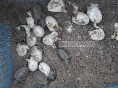 ‘বাটাগুর বাস্কা’র ৩৪ বাচ্চা