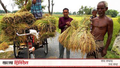 বেশিরভাগ ধানেই চিটা হওয়ায় ফলন কম