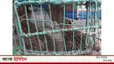 বেনাপোলে দুটি মেছো বাঘের বাচ্চা উদ্ধার