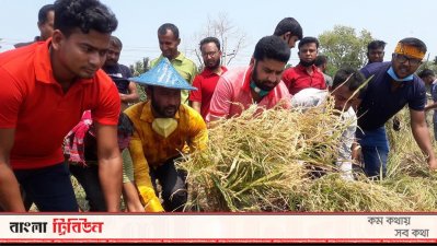 কৃষকের ধন কেটে দিচ্ছেন যুবলীগের নেতাকর্মীরা