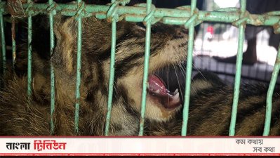 বেনাপোলে মেছো বাঘের বাচ্চা উদ্ধার