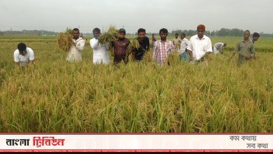 কৃষকের ধান কেটে দিচ্ছেন কৃষকদলের নেতাকর্মীরা 