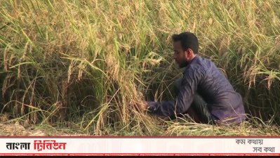 ধান কাটছেন কৃষক