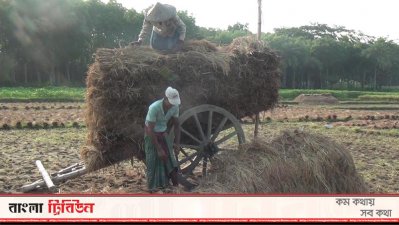 গরুর গাড়িতে ধান ঘরে তোলার কাজে ব্যস্ত কৃষক