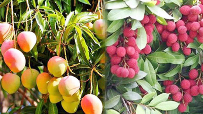 আম ও লিচু