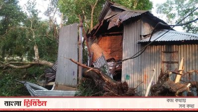 ঝড়ে গাছ উপড়ে পড়েছে টিনের চালের ওপর 