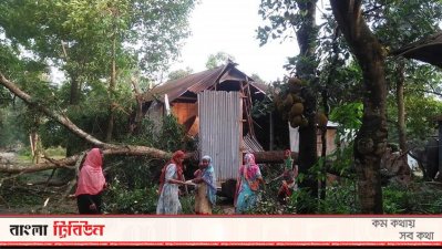 ঝড়ে উপড়ে গেছে গাছ