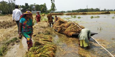 তলিয়ে যাওয়া ক্ষেত থেকে ধান কাটা হচ্ছে