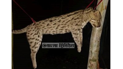 মেছোবাঘ হত্যা করে উৎসব, বনবিভাগের মামলা
