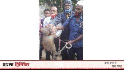 উদ্ধার হওয়া লজ্জাবতী বানর