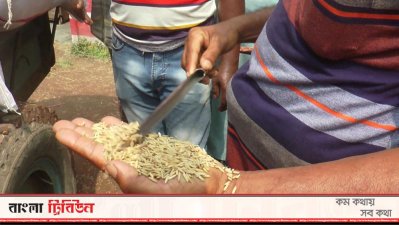 ধানের স্যাম্পল দেখা হচ্ছে