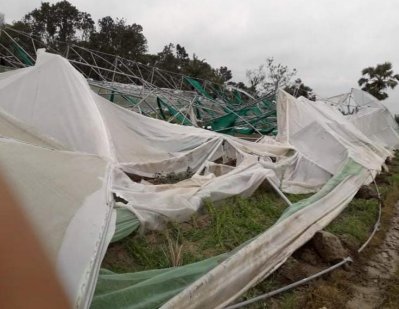 ক্ষতিগ্রস্ত ফুলের ক্ষেত 