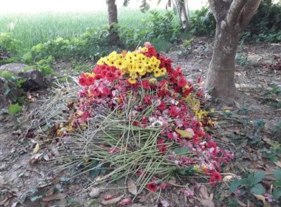 নষ্ট হয়ে যাওয়া ফুল ফেলেন দিচ্ছে কৃষকরা 