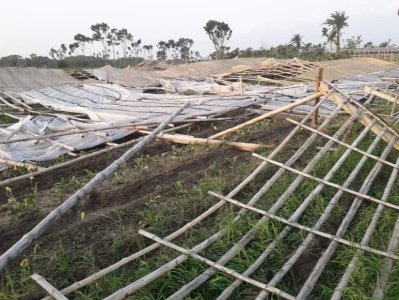 ক্ষতিগ্রস্ত ফুলের ক্ষেত 