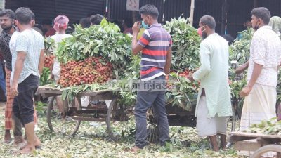 বাগানে লিচু বাজারজাতের কাজ চলছে