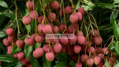 লিচু