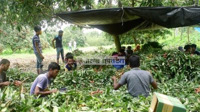 বাগানে লিচু বাজারজাতের কাজ চলছে