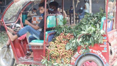 বিভিন্ন বাগান থেকে বাজারে আনা হচ্ছে লিচু