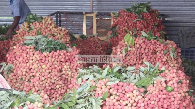 জমে উঠেছে লিচুর বাজার