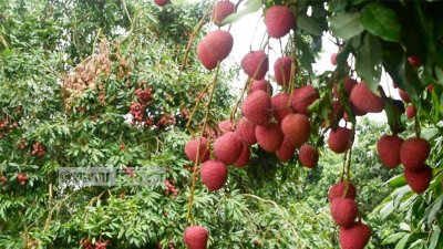 লিচু বাজারজাতের কাজ চলছে