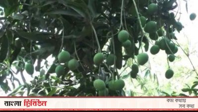 আঁশ না থাকায় ও সুস্বাদু হওয়ায় এ আমের চাহিদা বেড়েছে