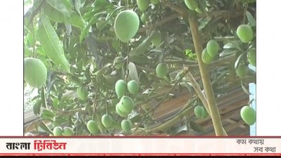 এবার হাঁড়িভাঙা আমের বাম্পার ফলন হয়েছে