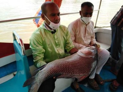 বড়শি দিয়ে ধরা কাতল মাছ