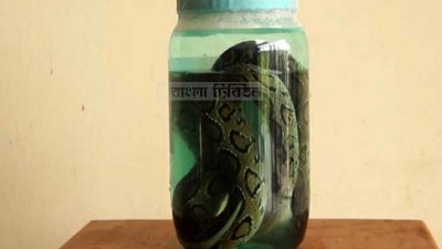 স্থানীয়দের হাতে মারা পড়েছে দুর্লভ রাসেল ভাইপার সাপ