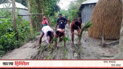 সরিষাবাড়ীর একটি রাস্তায় ধানের চারা রোপণ করে প্রতিবাদ।