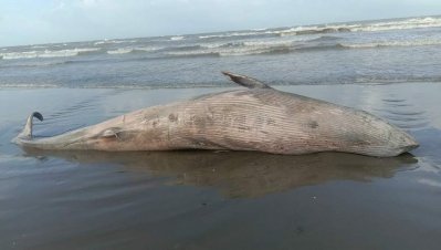 টেকনাফ সৈকতে ভেসে আসা ডলফিন