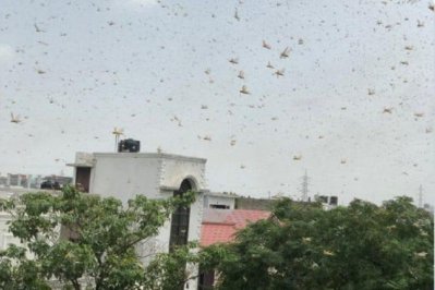 গুরুগ্রাম থেকে দিল্লিতে পঙ্গপালের ঝাঁক