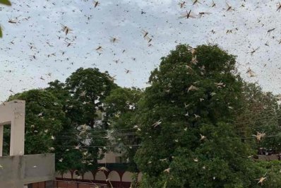 গুরুগ্রাম থেকে দিল্লিতে পঙ্গপালের ঝাঁক