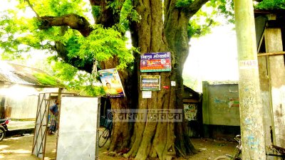 ৫০০ বছরের তেঁতুল গাছটি বাঁচাতে মানববন্ধন