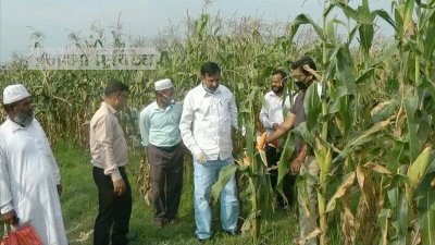 ভিটামিন সমৃদ্ধ ভুট্টা ও উচ্চ ফলনশীল গমের নতুন জাত উদ্ভাবন
