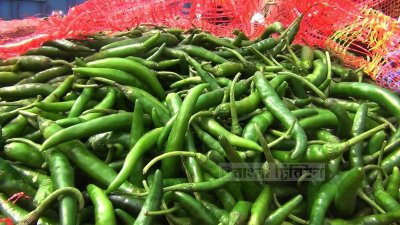 হিলি দিয়ে আসছে ভারতীয় কাঁচা মরিচ