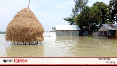 বন্যায় গোখাদ্য রক্ষা করাটাই হয়ে গেছে বড় চ্যালেঞ্জ কৃষকদের জন্য। (ছবি: বিশ্বজিৎ দেব)