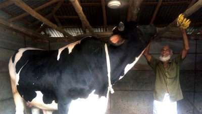 মিষ্টি ফল প্রিয় শান্ত বাবুর