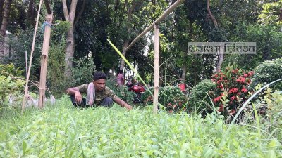 কুষ্টিয়ার এক নার্সারিতে চলছে চারার পরিচর্যা