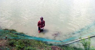 পুকুর থেকে মরা মাছ তুলছেন চাষি