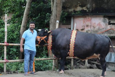 ৩২ মণের ‘বড় মিয়া’