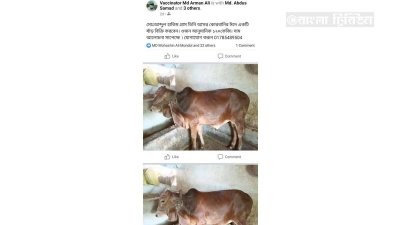 হিলির অনলাইন পশুহাটে নিবন্ধিত গরু 