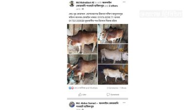 হাকিমপুরের অনলাইন পশুহাটে বিক্রির জন্য নিবন্ধিত পশু