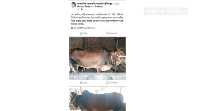 হাকিমপুরের অনলাইন পশুহাট পেজে ব্যাপক সাড়া মিলছে ক্রেতা ও খামারিদের কাছ থেকে