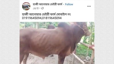 ফেসবুকে মাঝারি আকারের এসব গরুর চাহিদা বেশি।
