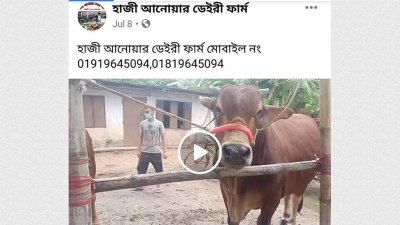 চট্টগ্রাম শহরে তো বটেই উপজেলাগুলোতেও অনলাইনে বিক্রি হচ্ছে খামারিদের গরু।