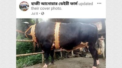 এমন বিশেষ চেহারার গরুগুলোর দাম কেজি হিসেবে নির্ধারণ হয় না, আকার ও সৌন্দর্য দেখে হয়।