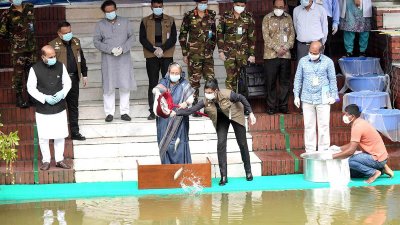 গণভবন লেকে মাছের পোনা অবমুক্ত করেন প্রধানমন্ত্রী শেখ হাসিনা, ছবি: ফোকাস বাংলা