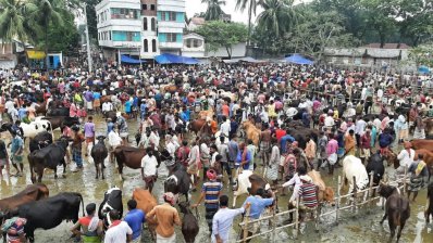পাবনার ভাঙ্গুড়া উপজেলার শরৎনগর হাটে গরু ক্রেতার চেয়ে বিক্রেতা বেশি