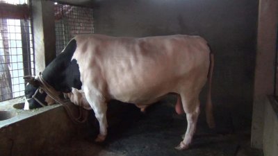 ৩ লাখ টাকায় বিক্রি হয়েছে &lsquo;রাজামশাই&rsquo; 